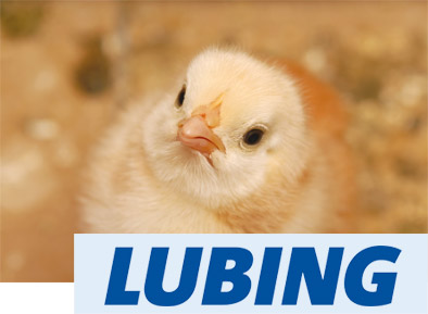 Abreuvement pour volaille Lubing Abreuvement pour volaille Lubing