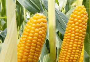 Essais semences de maïs Vital Concept