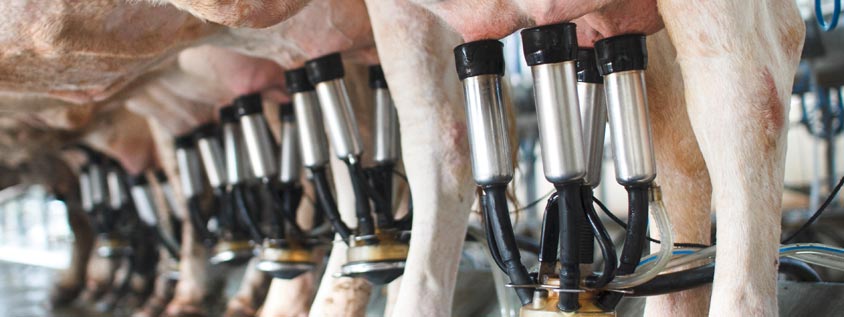 Utilisation d’antibiotiques en élevage laitier : quelles pratiques adoptées ? Utilisation d’antibiotiques en élevage laitier : quelles pratiques adoptées ?