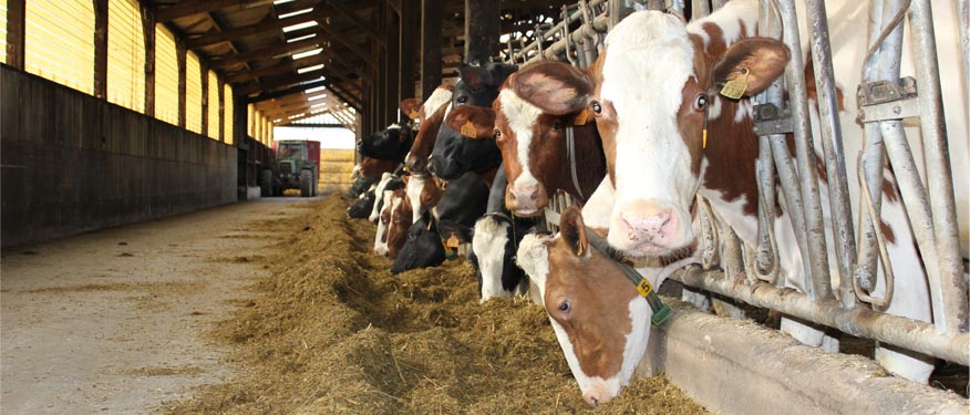 Comment augmenter le TB (taux butyreux) et la MG (matière grasse) dans le lait ?