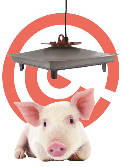 Lampe chauffante pour maternité en élevage de porcs