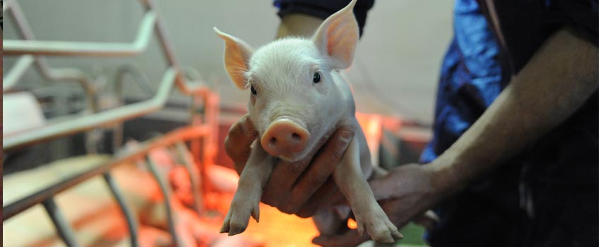 Comment la nutrition peut permettre de gérer l’hyperprolificité en maternité porcine ? Comment la nutrition peut permettre de gérer l’hyperprolificité en maternité porcine ?