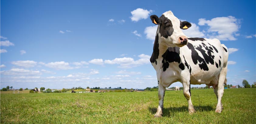 Comment lutter contre les parasites internes des bovins liés au pâturage ? Comment lutter contre les parasites internes des bovins liés au pâturage ?