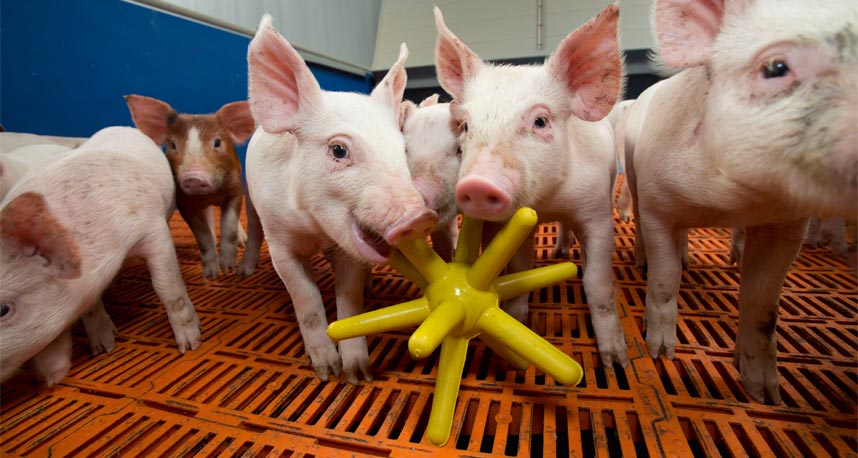 Matériaux manipulables pour les porcs : comment respecter les nouvelles normes ? Matériaux manipulables pour les porcs : comment respecter les nouvelles normes ?