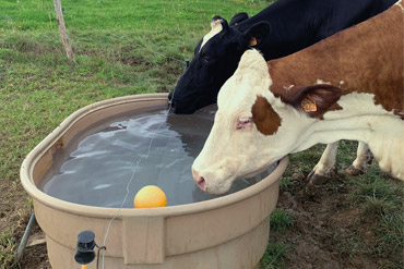 Quels sont les besoins en eau pour mon troupeau de vaches laitières ? 