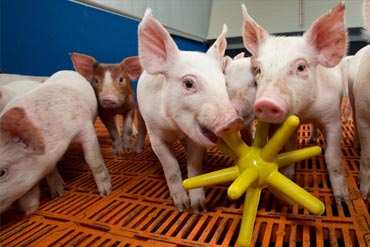 Matériaux manipulables pour les porcs : comment respecter les nouvelles normes ?